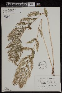 Athyrium filix-femina image