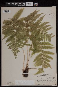 Athyrium filix-femina image