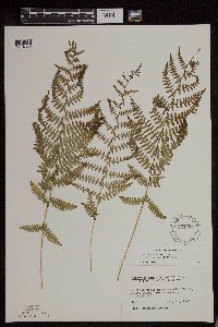 Athyrium filix-femina image