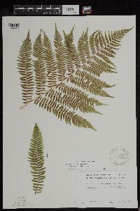 Athyrium filix-femina image