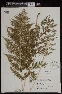 Athyrium filix-femina var. angustum image