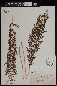 Athyrium filix-femina var. angustum image