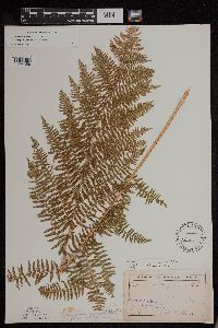 Athyrium filix-femina var. angustum image