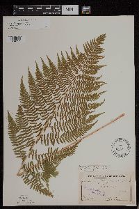 Athyrium filix-femina var. angustum image
