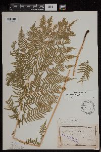 Athyrium filix-femina var. angustum image