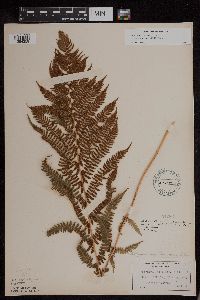 Athyrium filix-femina var. angustum image