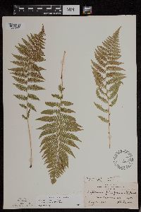 Athyrium filix-femina var. angustum image