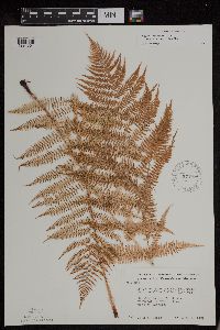 Athyrium filix-femina var. angustum image