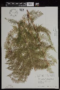 Athyrium filix-femina var. angustum image