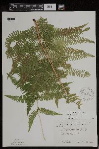 Athyrium filix-femina var. angustum image