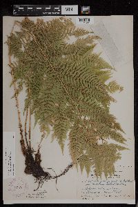 Athyrium filix-femina var. angustum image