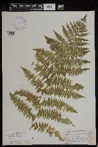 Athyrium filix-femina var. angustum image
