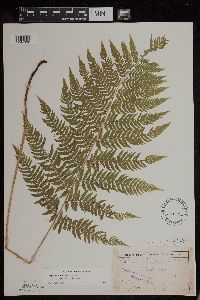 Athyrium filix-femina var. angustum image