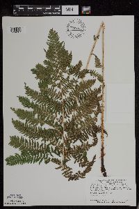 Athyrium filix-femina var. angustum image