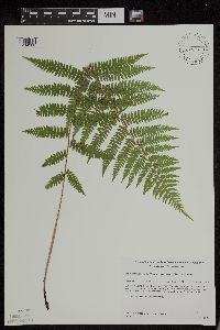 Athyrium filix-femina var. angustum image