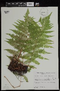 Athyrium filix-femina var. angustum image