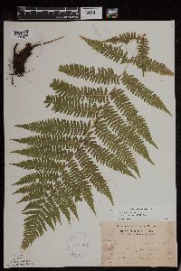 Athyrium filix-femina var. angustum image