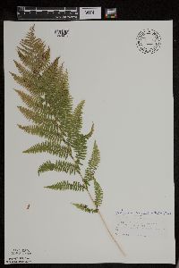 Athyrium filix-femina var. angustum image