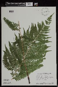 Athyrium filix-femina var. angustum image