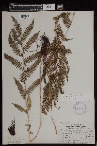 Athyrium filix-femina var. angustum image