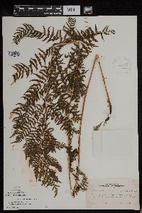 Thumbnail image of current specimen