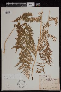 Athyrium filix-femina image