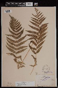 Athyrium filix-femina image