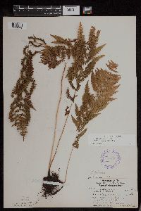 Athyrium filix-femina image