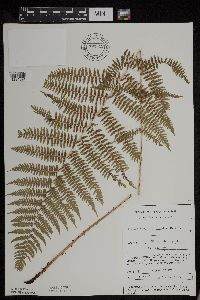 Athyrium filix-femina image