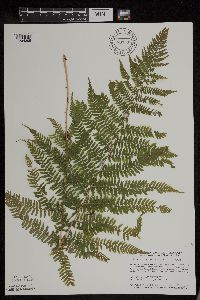 Athyrium filix-femina image