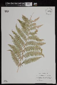 Athyrium filix-femina image