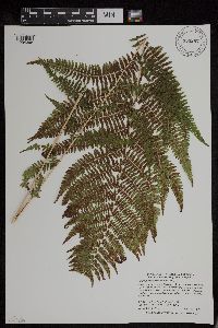 Athyrium filix-femina image