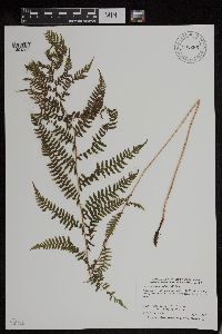 Athyrium filix-femina image