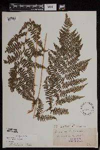 Athyrium filix-femina image