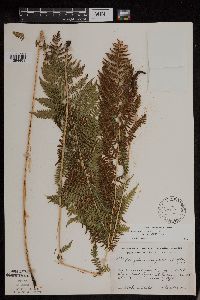 Athyrium filix-femina image