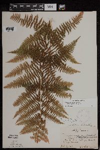 Athyrium filix-femina image