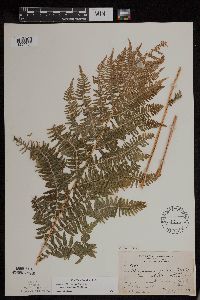 Athyrium filix-femina image