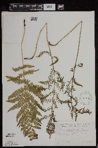 Athyrium filix-femina image