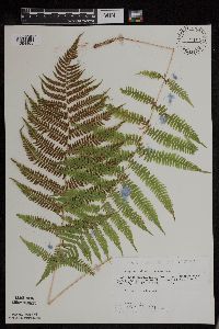 Athyrium filix-femina image