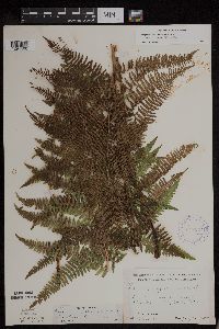 Athyrium filix-femina image