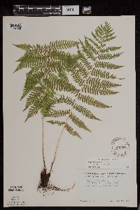 Athyrium filix-femina image