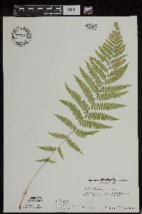 Athyrium filix-femina image