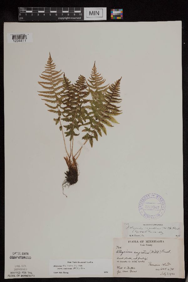 Athyrium filix-femina var. angustum image