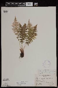 Athyrium filix-femina image