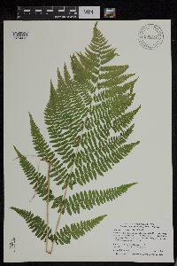 Athyrium filix-femina var. angustum image