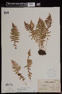 Athyrium filix-femina var. angustum image
