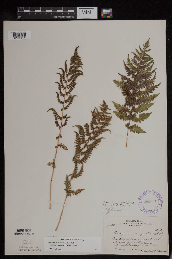 Athyrium filix-femina var. angustum image