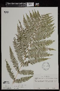 Athyrium filix-femina var. angustum image