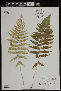 Athyrium filix-femina var. angustum image