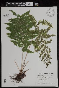 Athyrium filix-femina var. angustum image
